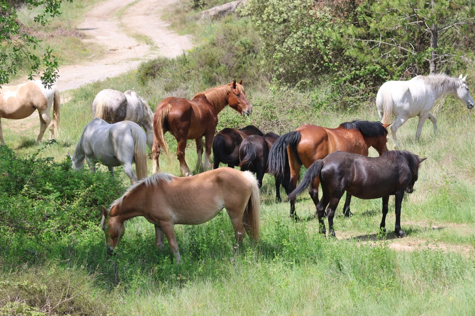 Una manada de caballos de varios colores pastando junto a un camino de tierra