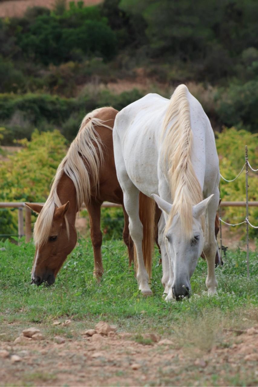 Dos caballos pastando tranquilos en un prado cercado