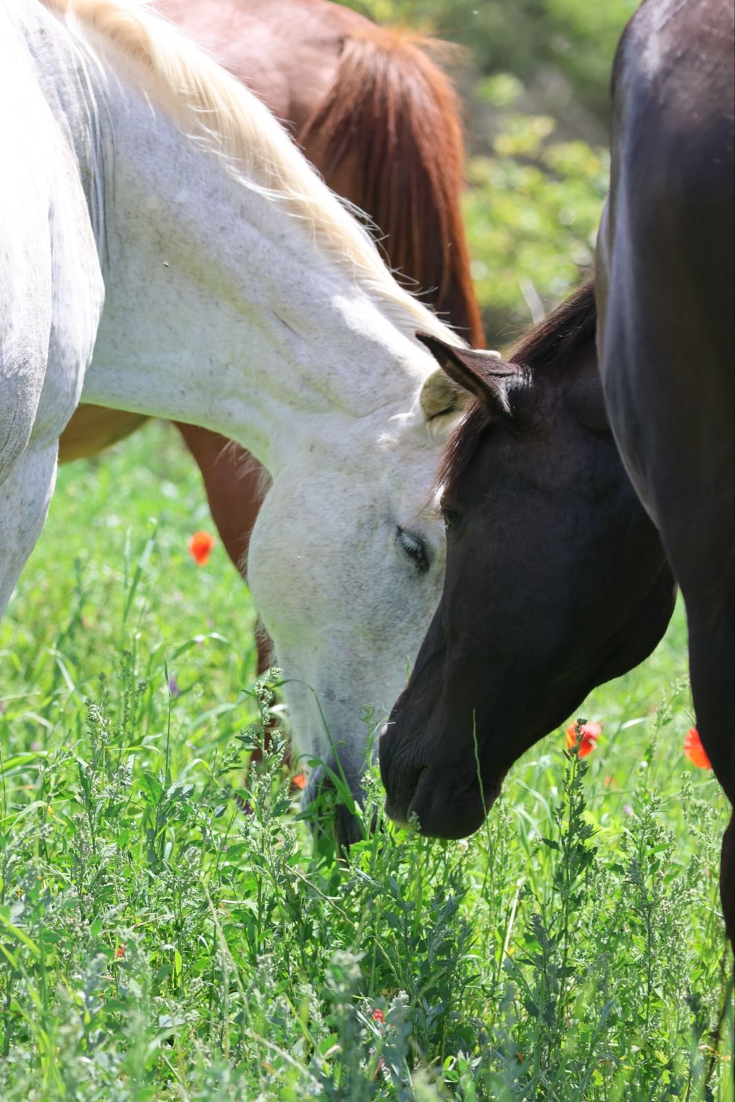 Dos caballos, uno blanco y otro negro, pastando juntos entre amapolas