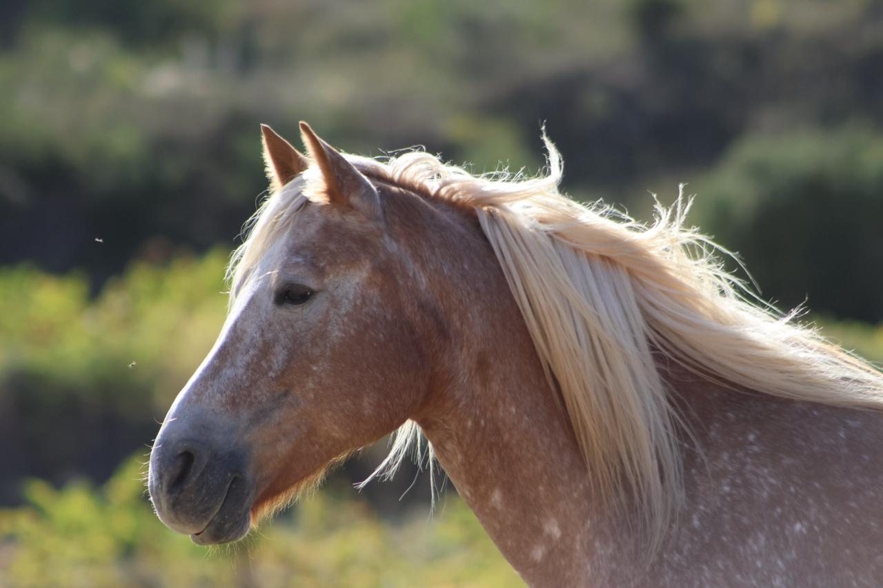 Perfil de un caballo palomino con la crin clara al viento